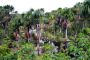Amazonas06 - 416